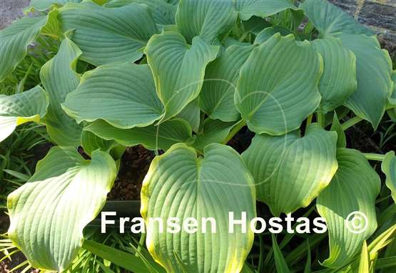 Hosta Wonderful Day